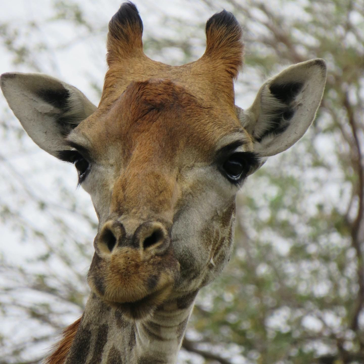 wat te doen in nairobi kenia Giraffe Centre