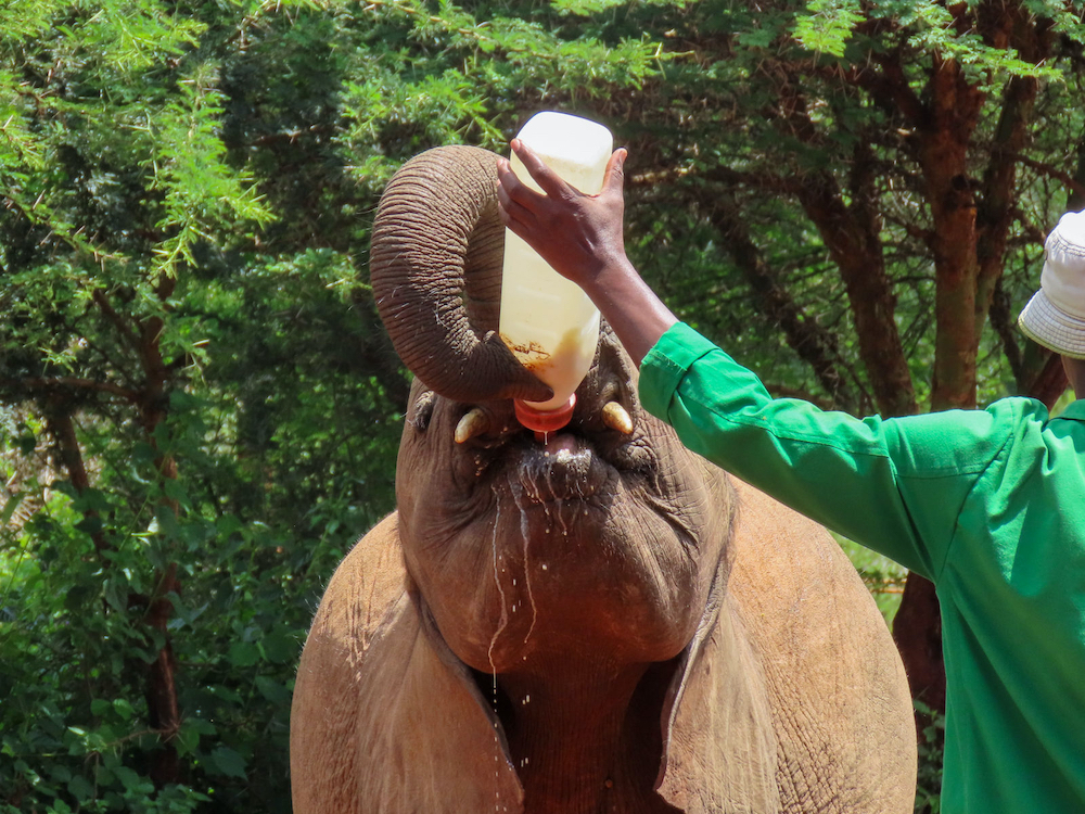 wat te doen in nairobi kenia Sheldricks Elephant Orphanage