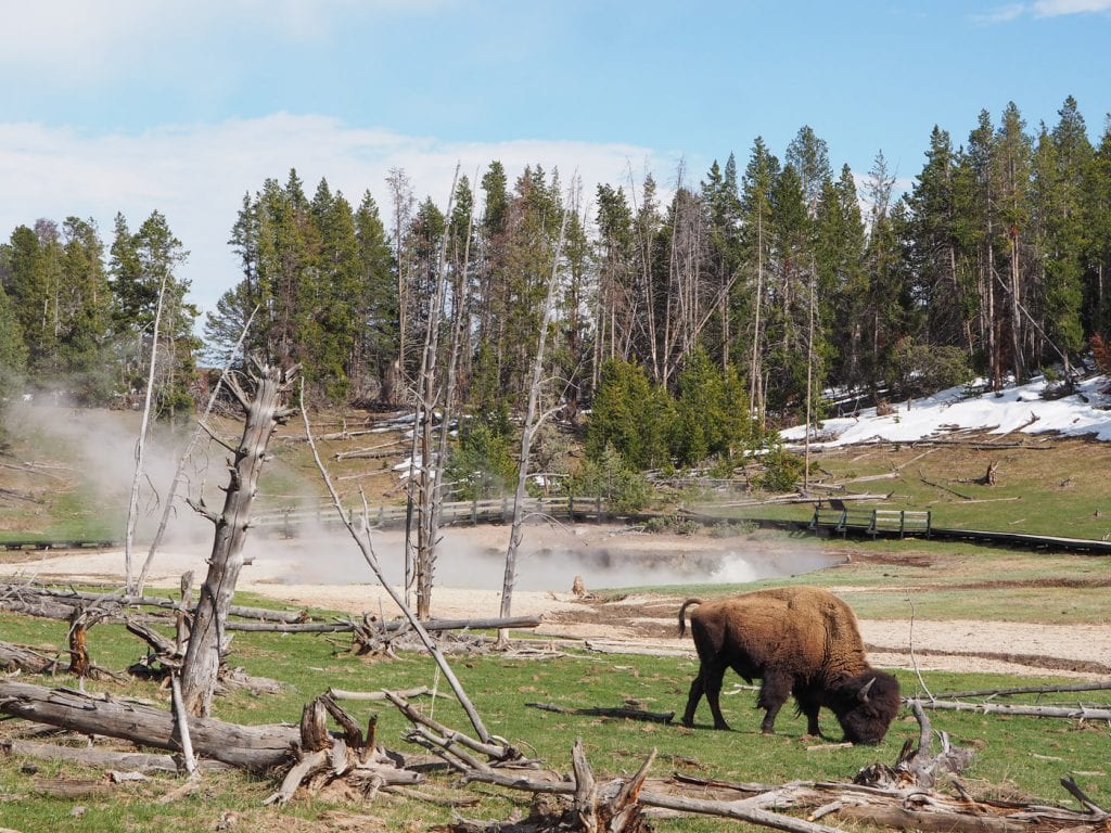 Wat te doen in yellowstone bisons