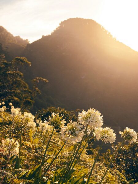 Sunlit hillside with white flowers in the foreground and a hazy mountain in the distance during golden hour