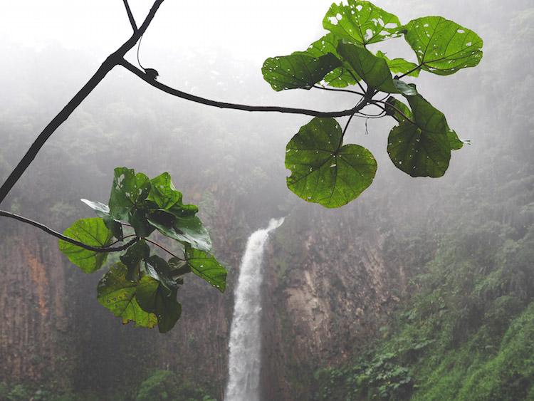 waterval planten Catarata del Toro costa rica