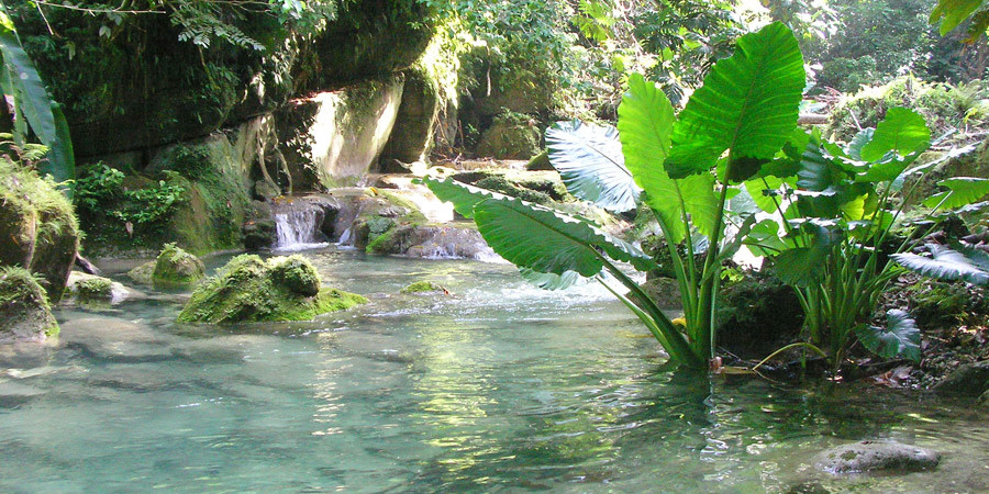 watervallen jamaica reach falls plants
