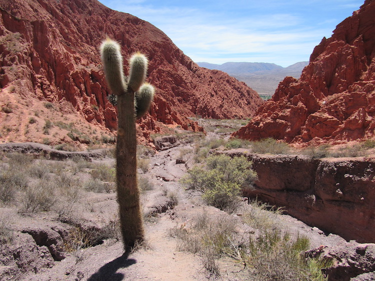 wereldreis landen cactus rood berg landschap anne