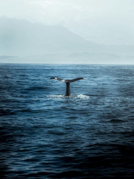 whale watching Kaikoura