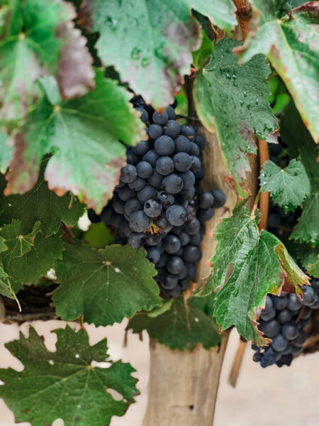 wijnhuizen bodega cafayate argentinie-2