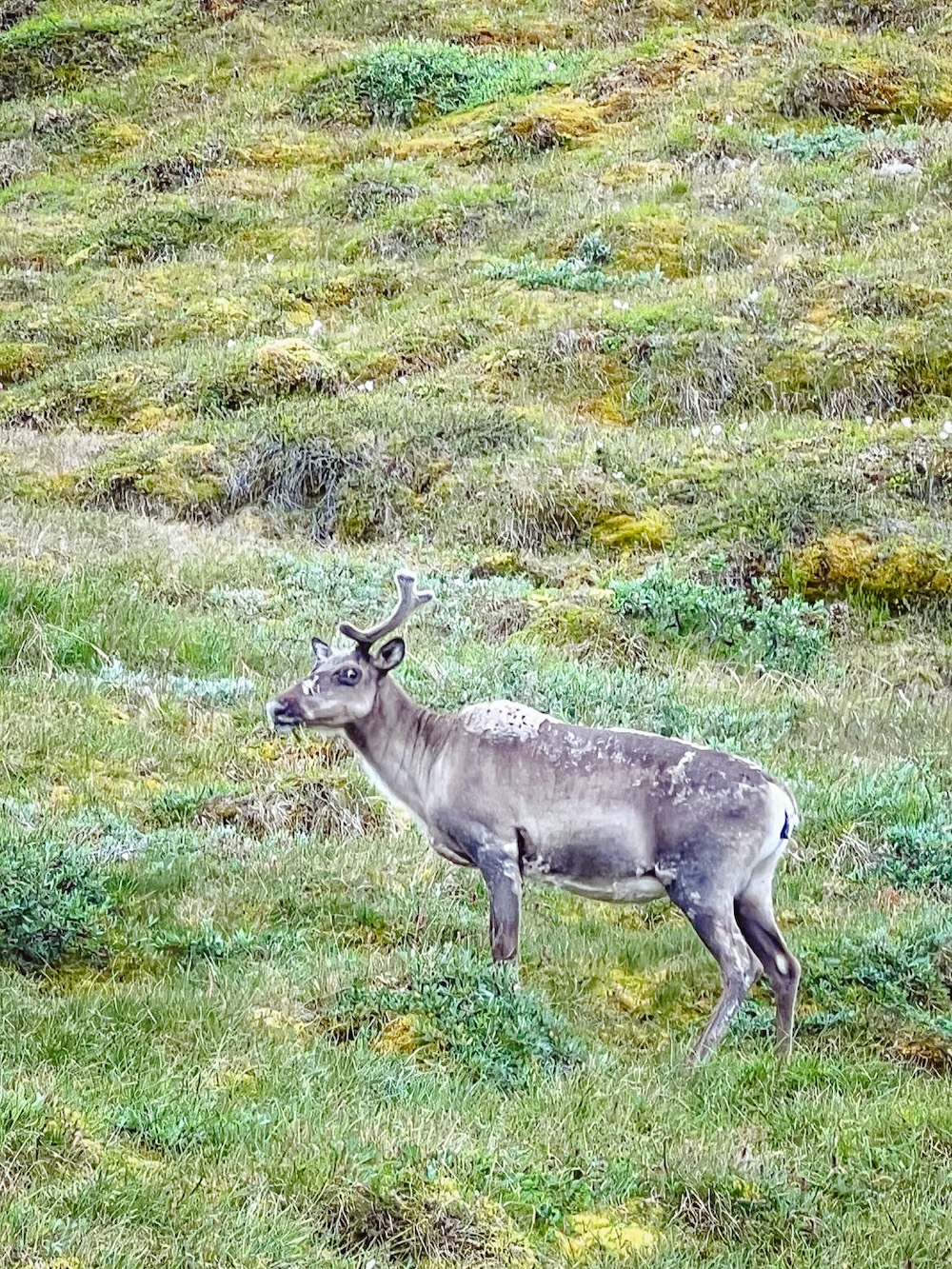 wildlife in Kangerlussuaq