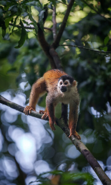 wildlife in costa rica la fortuna