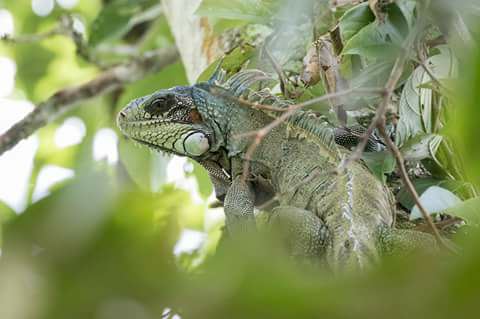 wildlife jungletocht suriname