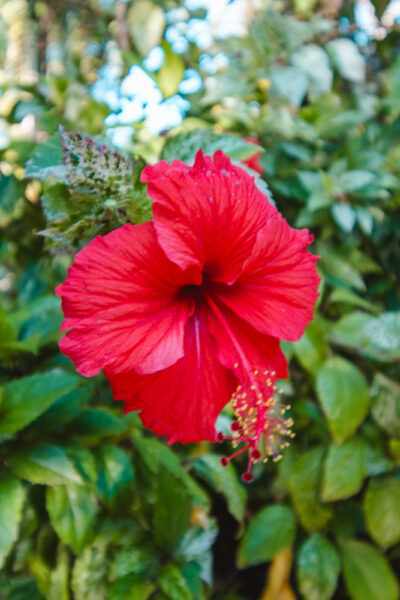 willemstad curacao bloemen