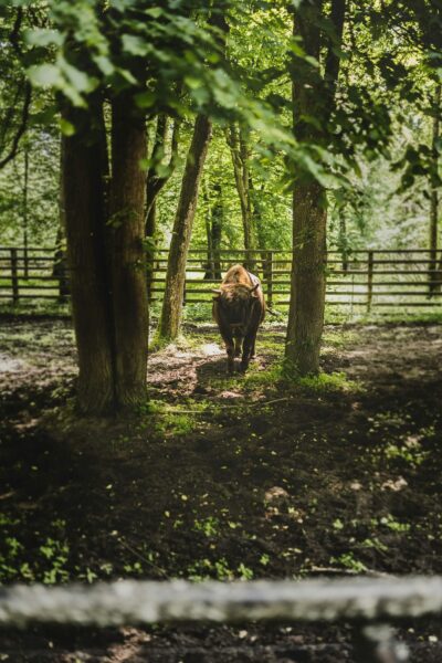 wisent in Białowieża, natuur polen