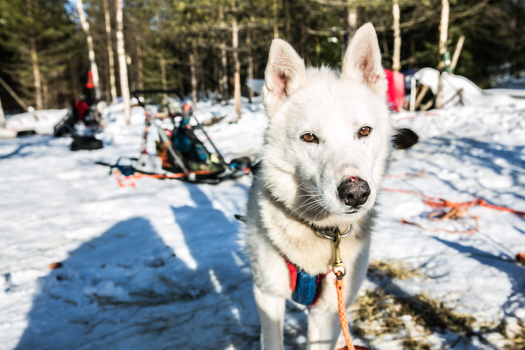 witte husky huskytocht lapland finland