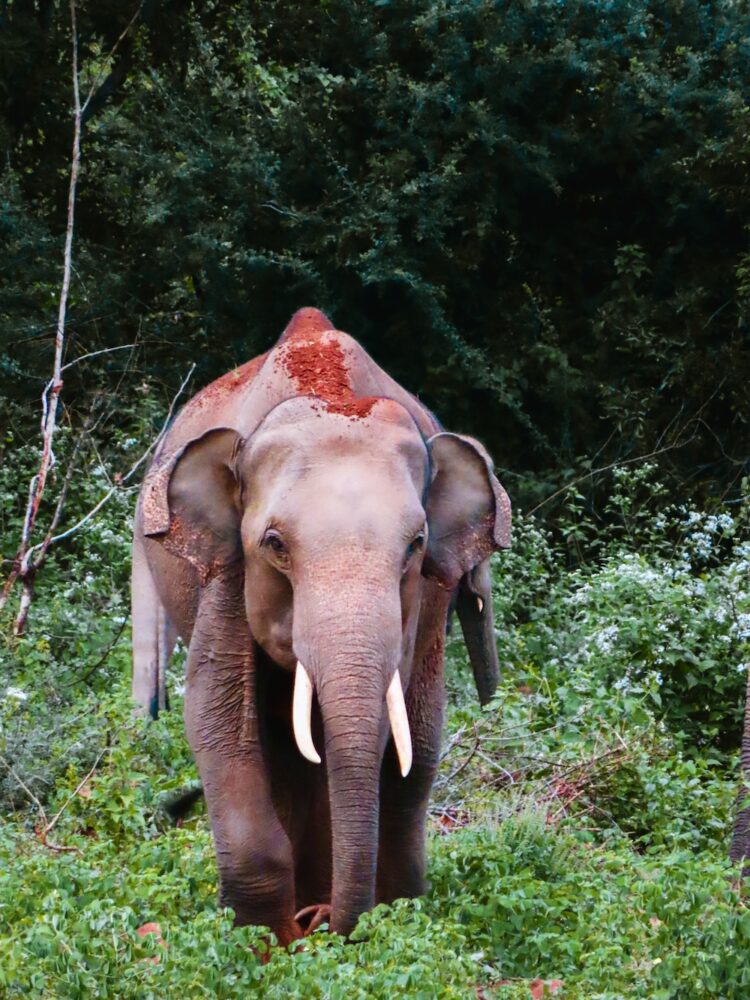 yala national park olifant