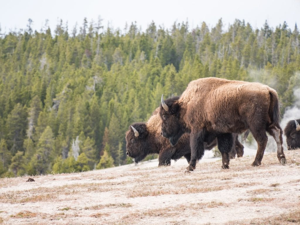 yellowstone-national-park-bison-groep-rondreis.