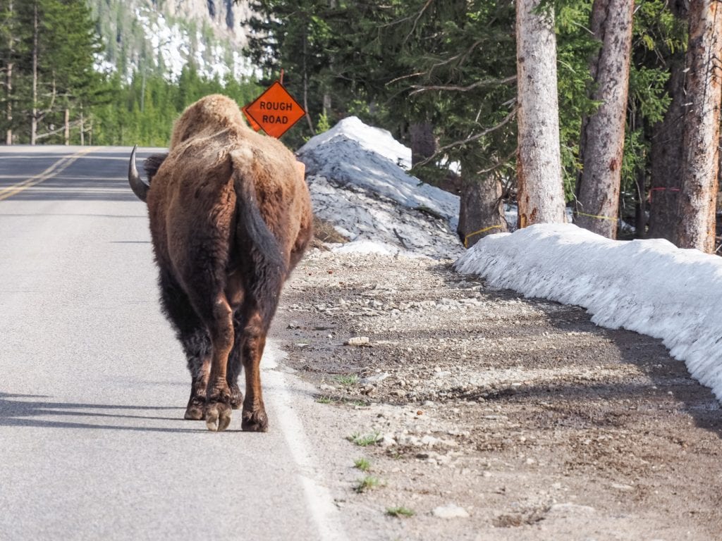 yellowstone national park bison op de weg