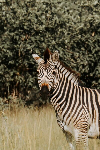 zebra in Chobe, Botswana