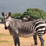 Zebra's in zuid-afrika