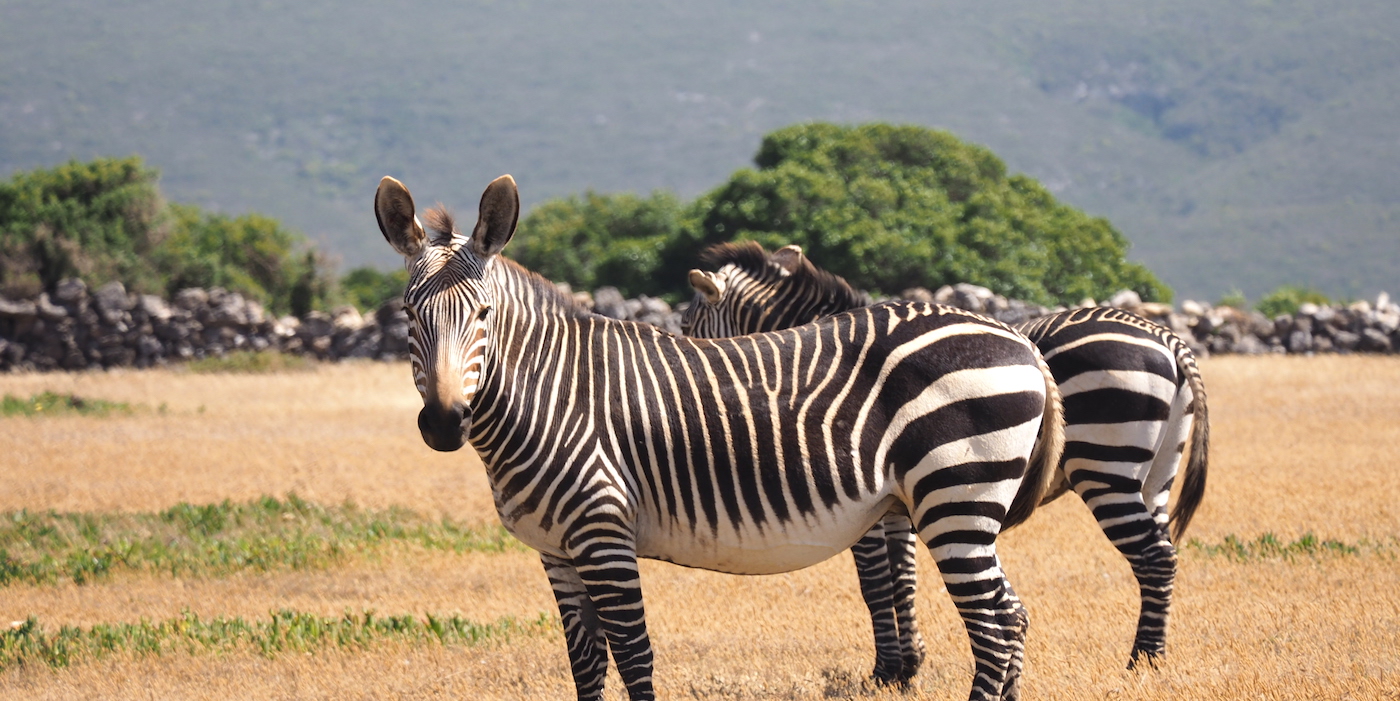 Zebra's in zuid-afrika