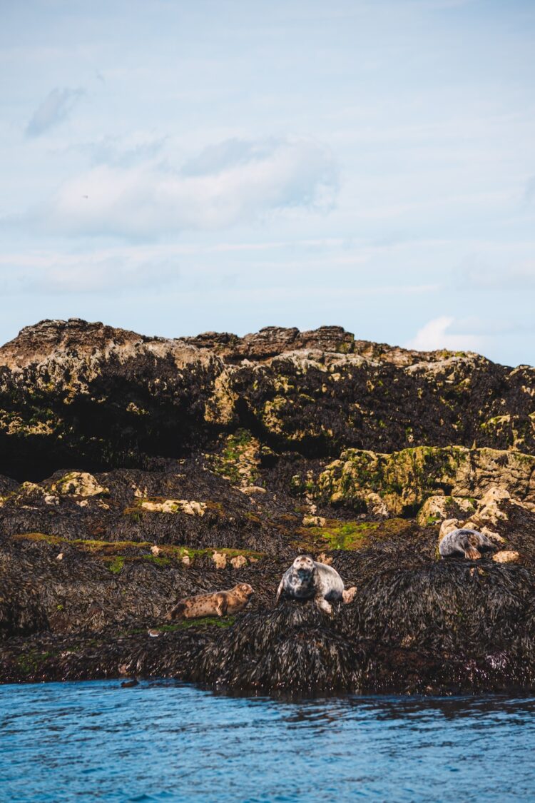 zeehondje Puffin Island