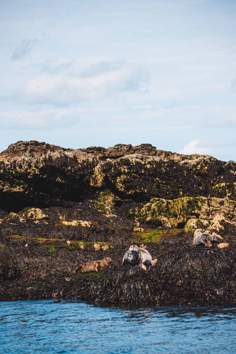 zeehondje Puffin Island