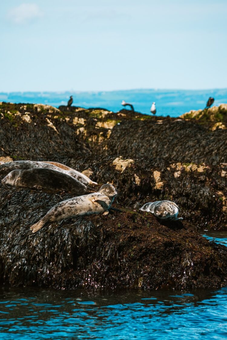 zeehondje, puffin Island Anglesey
