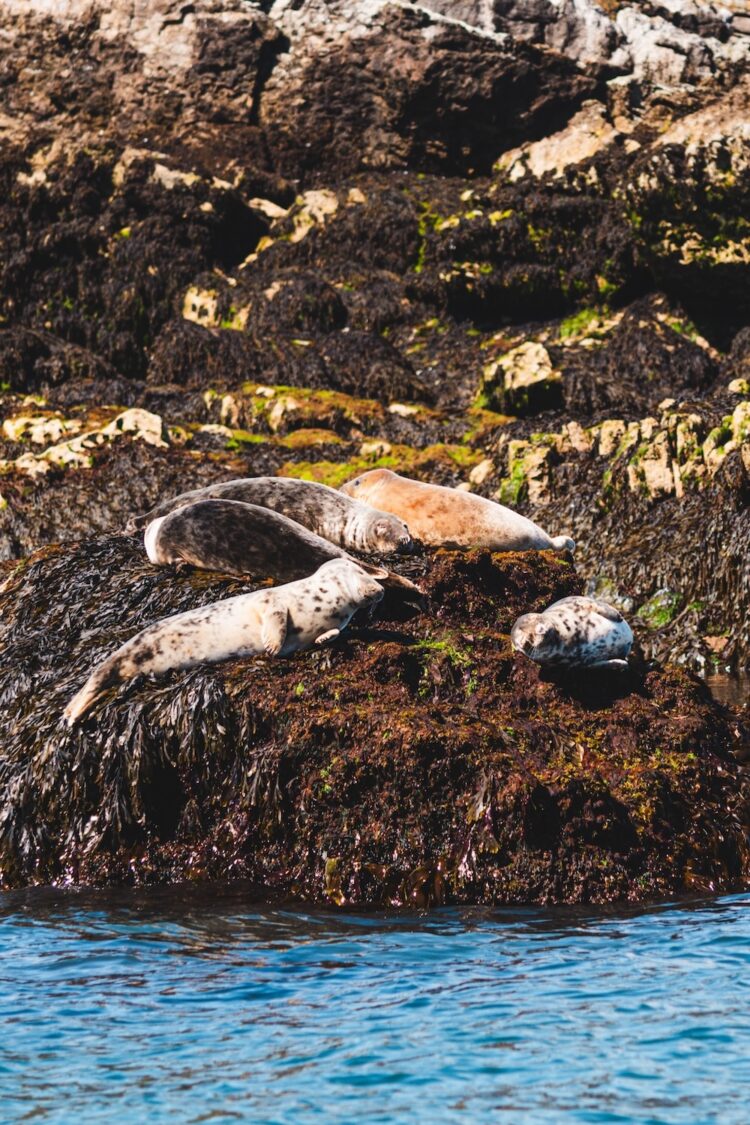 zeehondjes Puffin Island