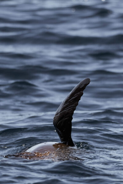 zeeleeuw vin, Isla Espíritu Santo
