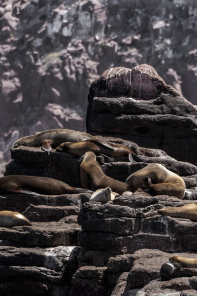 zeeleeuwen Isla Espíritu Santo, Baja California