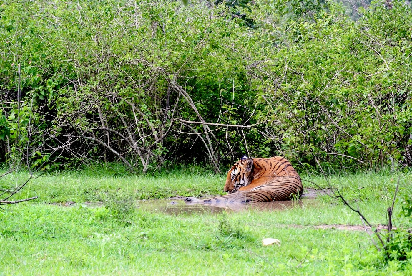 zuid-india, tijger Bandipur National Park