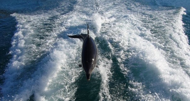 zwemmen dolfijnen nieuw zeeland tips abel tasmanpark