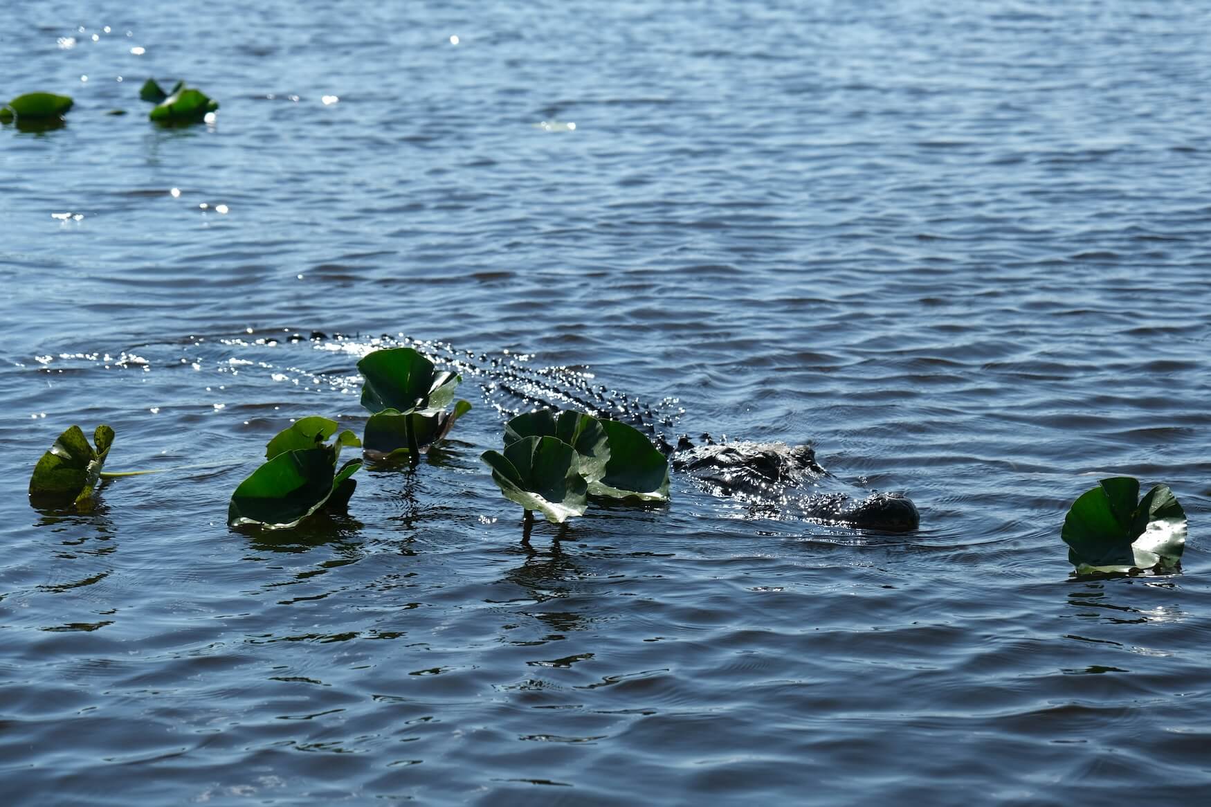 zwemmende alligator in Everglades NP